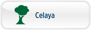 Celaya