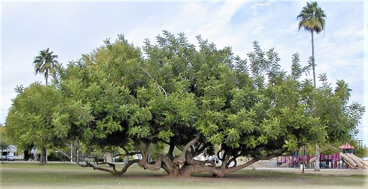 Large, sprawling tree with multiple low, twisted branches extending outward, providing a wide canopy of green leaves in Daley Park, with a playground and palm trees visible in the background.