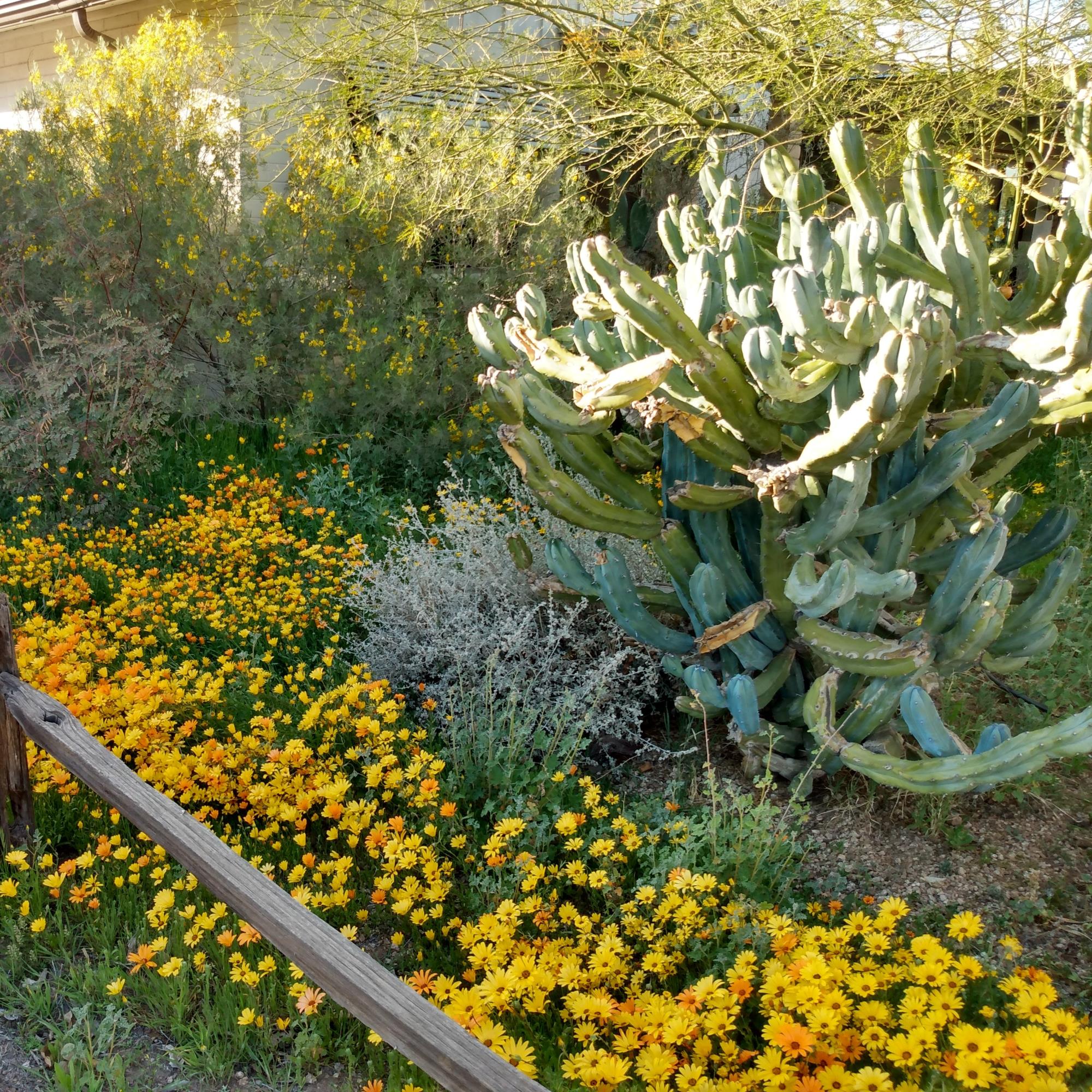 Wildflowers in a residents yard