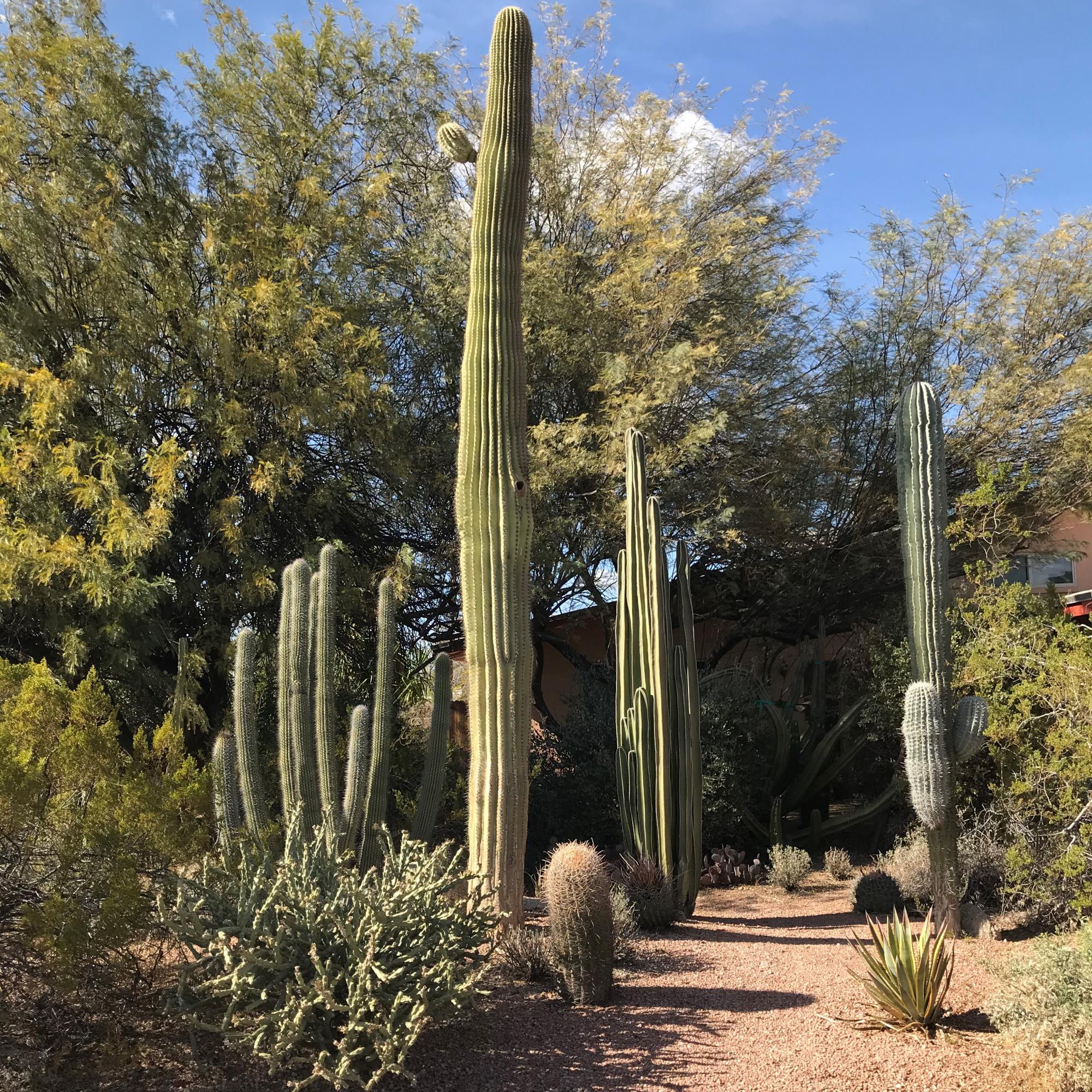 Cacti in a residents yard