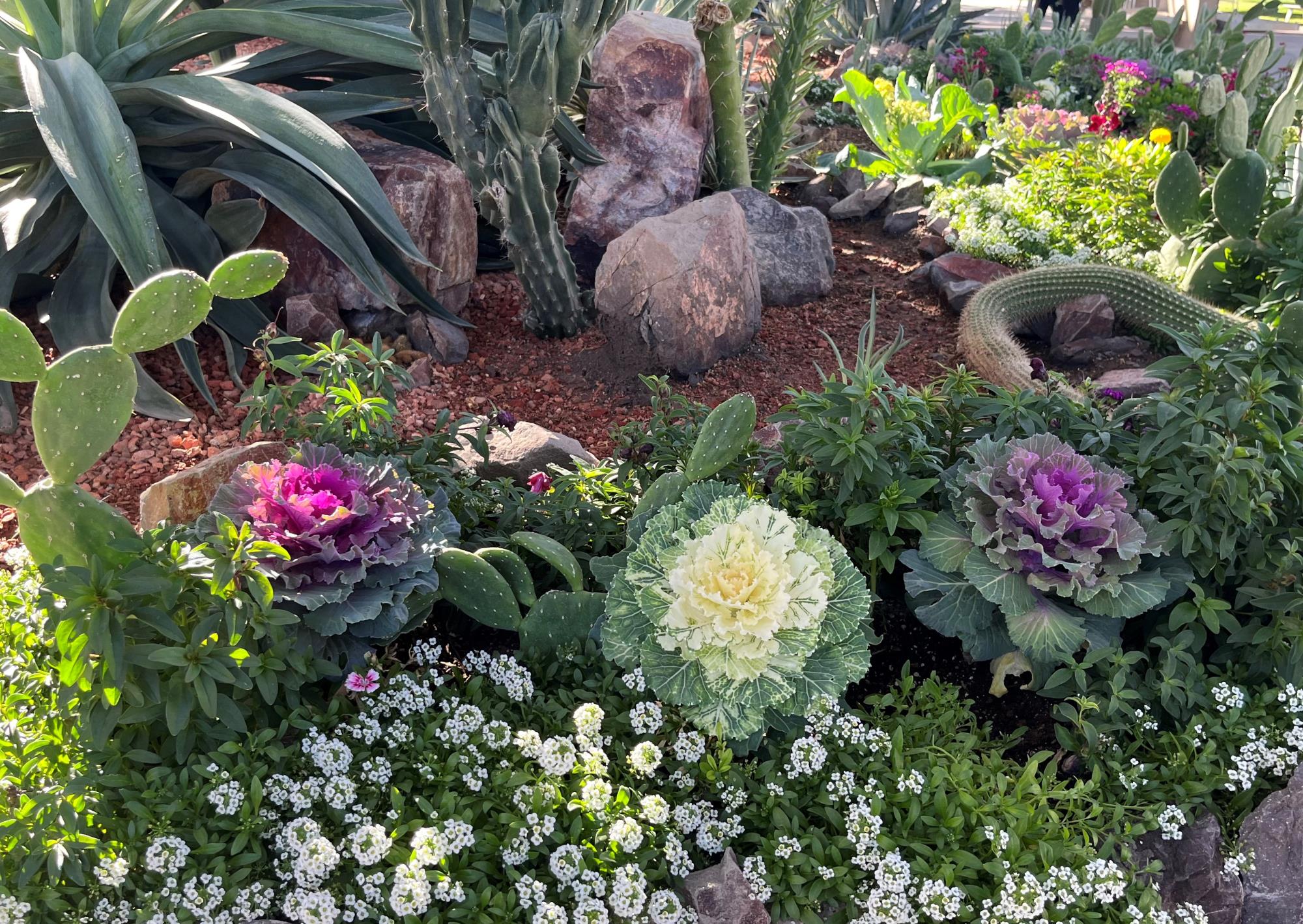 Las coles ornamentales, las flores, y los cactus en un paisaje comestible en el campus de Arizona State University.