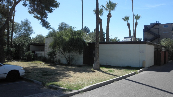 Patio Palms