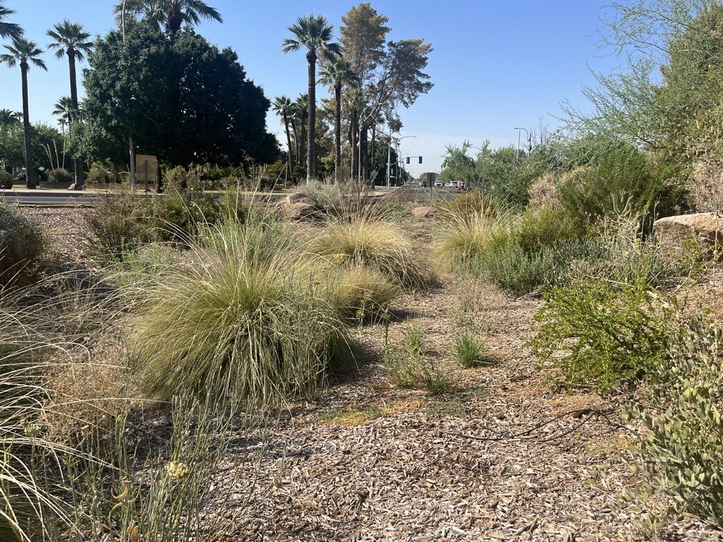 Bioretention area - sunken, vegetated area designed to capture stormwater runoff